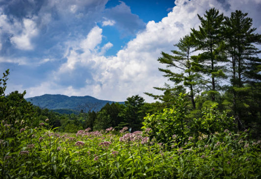2019_NatureOM_01WEB
